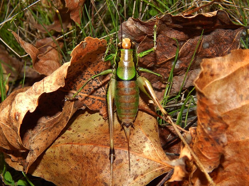 Eupholidoptera chabrieri?